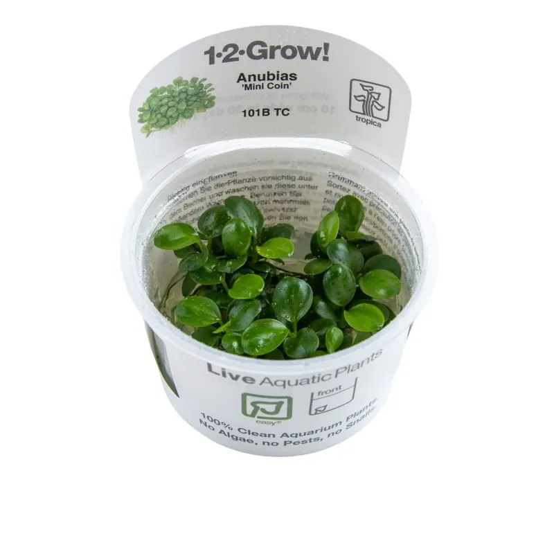 Neue Ware tropica Anubias barteri MINI COIN 1-2-Grow!